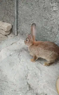 خرگوش