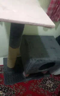 لونه و اسکرچر گربه با ظرف خاک