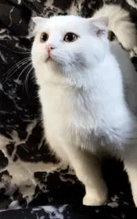 اسکاتیش فلد سفید مو کوتاه