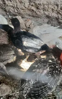 جوجه