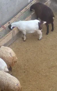 بره