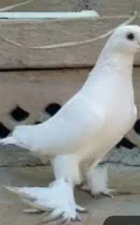 کفتر