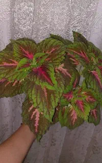 گل حسن یوسف 220