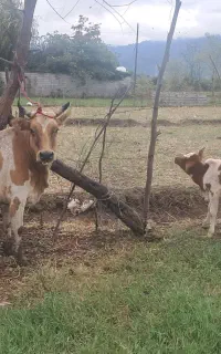 گاو چالوسی شیری به همراه گوساله