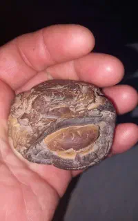 سنگ کلکسیونی فسیل یا جاساز سکه فرم
