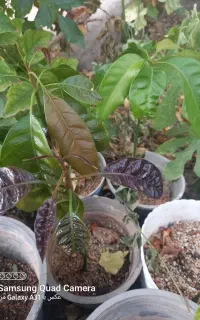 نهال انبه پاکستانی درجه ۱