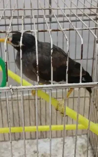 مرغ مینا دستی ۳ماهه