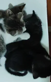 واگذاری ۴ تا توله گربه نر و ماده