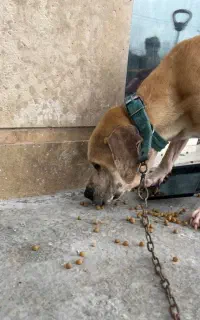 واگذاری به علت مهاجرت