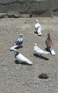 کفتر
