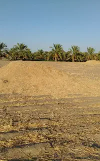 کاه گندم خرد شده