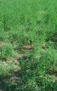 علوفه خشک مخصوص دام