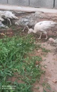 فروش جوجه بوقلمون