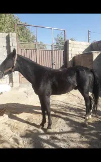 اسب نریون