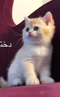 بچه گربه بریتیش اسکاتیش