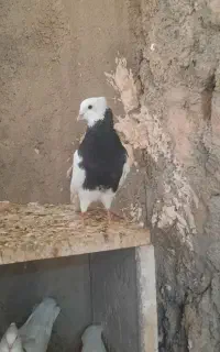 طوق