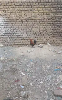 باسلام یک عدد خروس جوان ۴۰تاج نژاد دار
