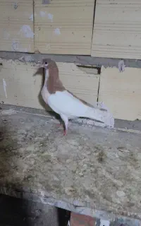 کود پهن کفتر