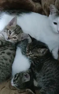 واگذاری رایگان سه بچه گربه