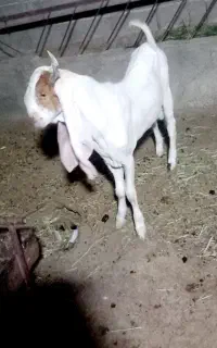 بزغاله نرپاکستانی