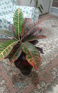 فروش گل