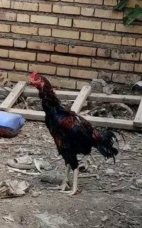 2عدد خروس لاری فروشی
