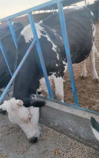 گاو شیرده 5 ماه آبستن