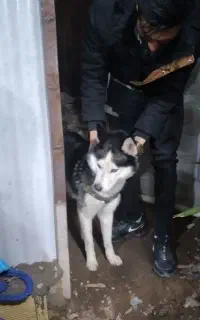 معاوضه با طوطی گیرینچیک