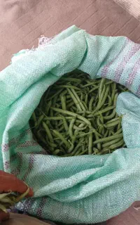 لوبیا سبز درجه یک