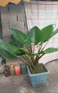 گل بابا آدم یک ساله