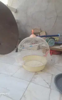 قفس