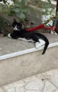 واگذاری رایگان بچه گربه