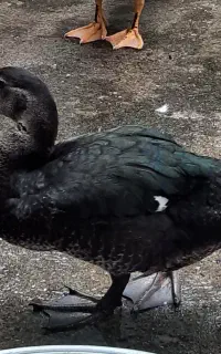 ۱۳ عدد اردک اسرائیلی نر ۷ماهه