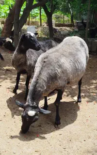 فروش گوسفند رومانف