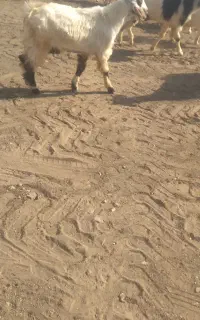 بزغاله