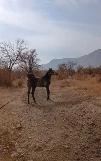 اسب