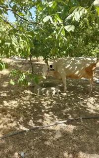 گاو جوان