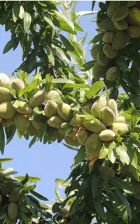 نهال بادام تونو پاکتی ریشه‌پر ارسال به بناب