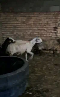 میش بروجردی