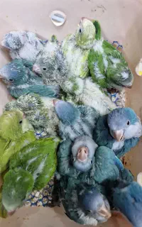 راهب در رنگهای مختلف سرلاکی و دانخور فروشگاه شاپرک