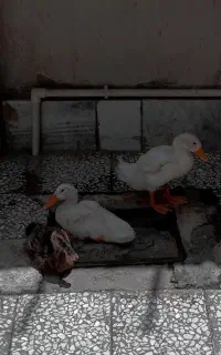 اردک