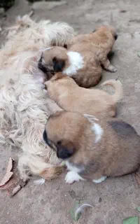 فروش سگ پا کوتا