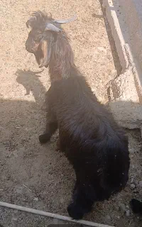فروش کهره