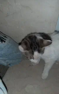 گربه