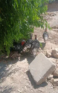 بوقلمون نر سنگین وزن