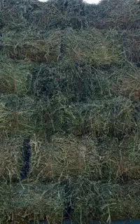 یونجه چین اول و دوم