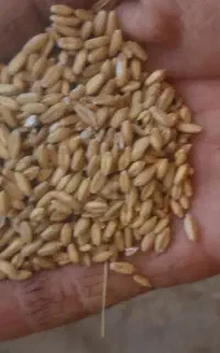 گندم دیم
