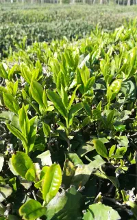 چای بهاره اصیل گیلان