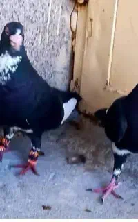 نر و ماده پلنگ