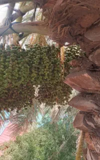خرما